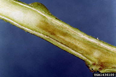 Southern bacterial wilt (Ralstonia solanacearum (except Race 3 Biovar 2)) on tomato (Lycopersicon esculentum ) - 1436100