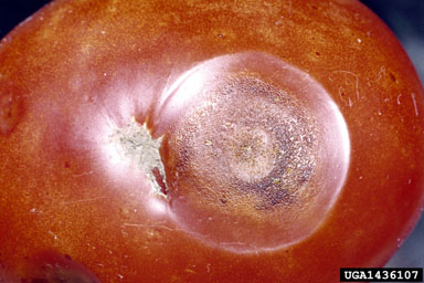 anthracnose (Colletotrichum coccodes ) on tomato (Lycopersicon esculentum ) - 1436107