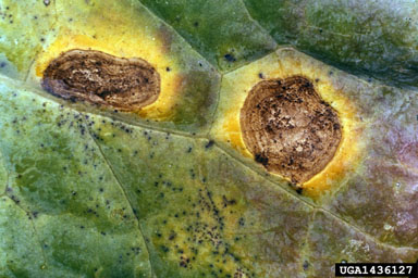 Alternaria black molds / stem cankers (Alternaria spp. ) on cabbage (Brassica oleracea var. capitata) - 1436127