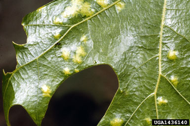 oak leaf blister (Taphrina caerulescens ) on oak (Quercus spp. ) - 1436140