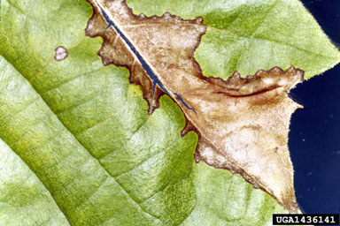 sycamore anthracnose (Apiognomonia veneta ) on American sycamore (Platanus occidentalis ) - 1436141