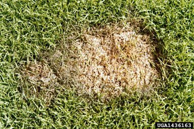Pythium diseases (Pythium spp. ) on bentgrass (Agrostis spp. ) - 1436163