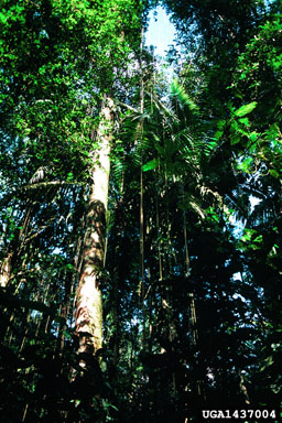 moist forest,    - 1437004