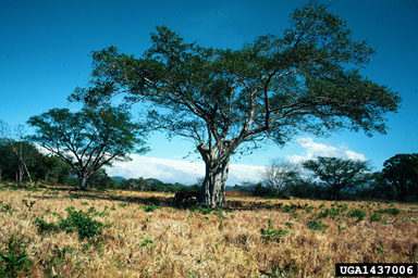 fig/banyan, Ficus spp.  (Urticales: Moraceae) - 1437006