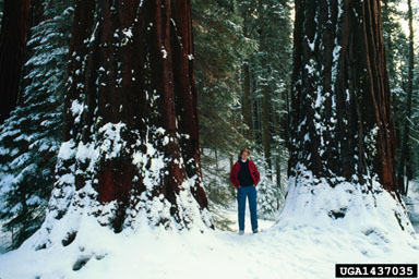 giant sequoia, Sequoiadendron giganteum  (Pinales: Taxodiaceae) - 1437035
