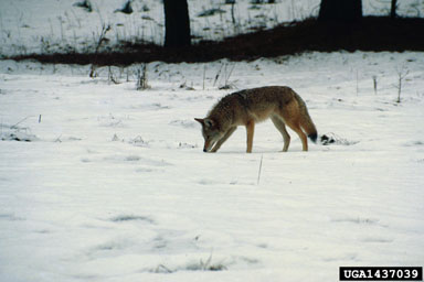 coyote, Canis latrans  (Carnivora: Canidae) - 1437039