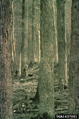 yellow-poplar, Liriodendron tulipifera  (Magnoliales: Magnoliaceae) - 1437061