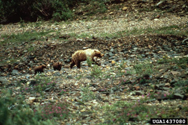 grizzly bear, Ursus arctos  (Carnivora: Ursidae) - 1437080