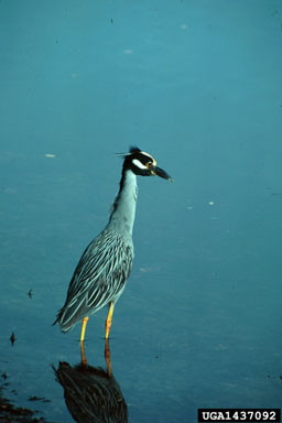 yellow-crowned night-heron, Nyctanassa violacea  (Ciconiiformes: Ardeidae) - 1437092