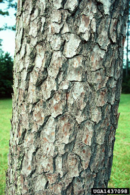 loblolly pine, Pinus taeda  (Pinales: Pinaceae) - 1437098