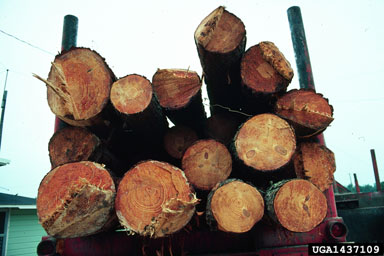 loblolly pine, Pinus taeda  (Pinales: Pinaceae) - 1437109