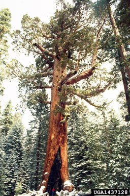 giant sequoia, Sequoiadendron giganteum  (Pinales: Taxodiaceae) - 1437128