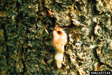 bark and ambrosia beetles (Dendroctonus spp. ) on lodgepole pine (Pinus contorta ) - 1437144