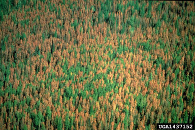bark and ambrosia beetles (Dendroctonus spp. ) on lodgepole pine (Pinus contorta ) - 1437152