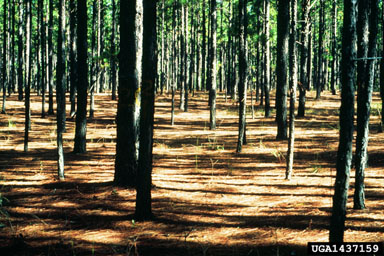 pine straw on longleaf pine (Pinus palustris ) - 1437159