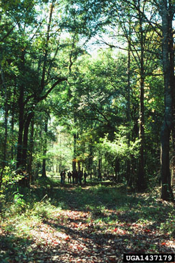 bottomland hardwoods,    - 1437179