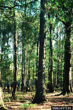 bottomland hardwoods,    - 1437191