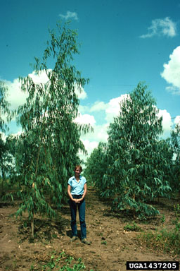 Sydney bluegum, Eucalyptus saligna  (Myrtales: Myrtaceae) - 1437205