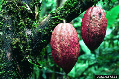cacao, Theobroma cacao  (Malvales: Sterculiaceae) - 1437211
