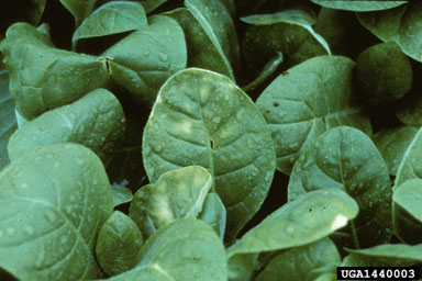 canvas burn (  ) on burley tobacco (Nicotiana tabacum (burley type)) - 1440003
