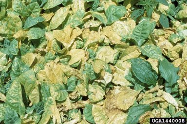 blue mold (Peronospora tabacina ) on burley tobacco (Nicotiana tabacum (burley type)) - 1440008