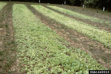 nitrogen deficiency (  ) on burley tobacco (Nicotiana tabacum (burley type)) - 1440010