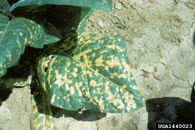wildfire of tobacco (Pseudomonas syringae pv. tabaci) on burley tobacco (Nicotiana tabacum (burley type)) - 1440023