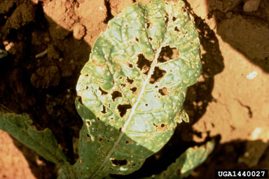 Phoma blight (Phoma exigua var. exigua) on burley tobacco (Nicotiana tabacum (burley type)) - 1440027