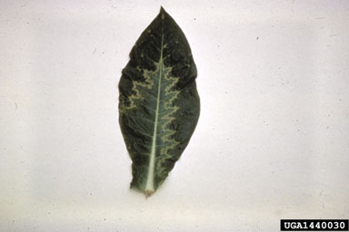 Tobacco Ringspot Virus (Nepovirus TRSV ) on burley tobacco (Nicotiana tabacum (burley type)) - 1440030