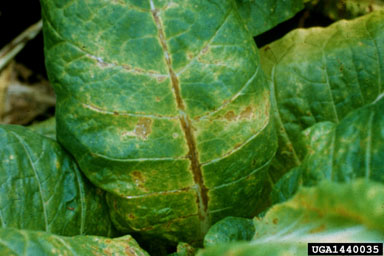 Tobacco Vein Mottling Virus (Potyvirus TVMV ) on burley tobacco (Nicotiana tabacum (burley type)) - 1440035