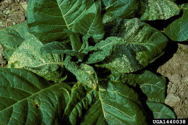 Tobacco Streak Virus (Ilarvirus TSV ) on burley tobacco (Nicotiana tabacum (burley type)) - 1440038