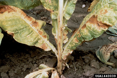 Tobacco Streak Virus (Ilarvirus TSV ) on burley tobacco (Nicotiana tabacum (burley type)) - 1440039