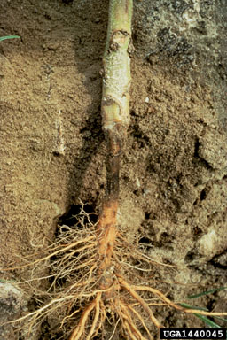 Rhizoctonia damping-off, blight and rot (Rhizoctonia solani ) on burley tobacco (Nicotiana tabacum (burley type)) - 1440045