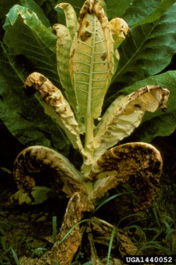 Phytophthora blight (Phytophthora nicotianae ) on burley tobacco (Nicotiana tabacum (burley type)) - 1440052
