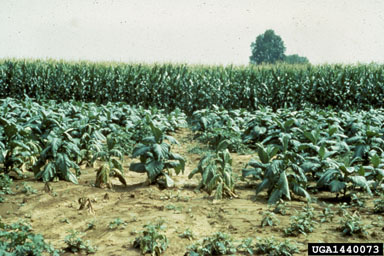 herbicides (general) (  ) on burley tobacco (Nicotiana tabacum (burley type)) - 1440073