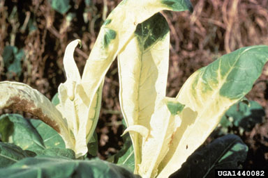 glyphosate (  ) on burley tobacco (Nicotiana tabacum (burley type)) - 1440082