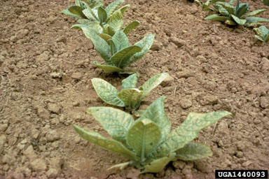 nutrient excess or toxicity (general) (  ) on burley tobacco (Nicotiana tabacum (burley type)) - 1440093