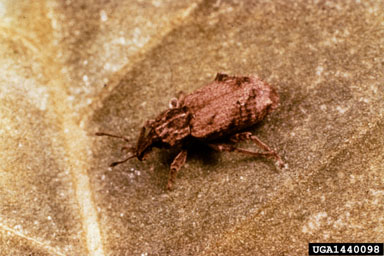 vegetable weevil (Listroderes costirostris obliquus) on burley tobacco (Nicotiana tabacum (burley type)) - 1440098