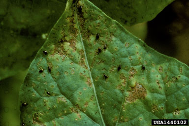 tobacco flea beetle (Epitrix hirtipennis ) on burley tobacco (Nicotiana tabacum (burley type)) - 1440102