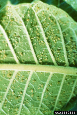 green peach aphid (Myzus persicae ) on burley tobacco (Nicotiana tabacum (burley type)) - 1440114