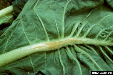 tobacco thrips (Frankliniella fusca ) on burley tobacco (Nicotiana tabacum (burley type)) - 1440120