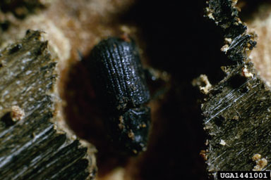 mountain pine beetle, Dendroctonus ponderosae  (Coleoptera: Curculionidae) - 1441001