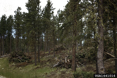 mountain pine beetle (Dendroctonus ponderosae ) on ponderosa pine (Pinus ponderosa ) - 1441016