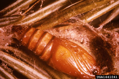 western spruce budworm, Choristoneura freemani  (Lepidoptera: Tortricidae) - 1441041