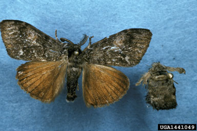 Douglas-fir tussock moth, Orgyia pseudotsugata  (Lepidoptera: Lymantriidae) - 1441049