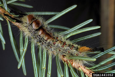 Douglas-fir tussock moth (Orgyia pseudotsugata ) on Douglas-fir (Pseudotsuga menziesii ) - 1441052