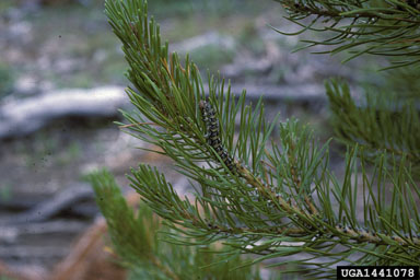 pandora moth (Coloradia pandora ) on lodgepole pine (Pinus contorta ) - 1441078