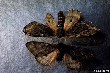 pandora moth, Coloradia pandora  (Lepidoptera: Saturniidae) - 1441079