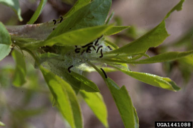 western tent caterpillar, Malacosoma californicum  (Lepidoptera: Lasiocampidae) - 1441088