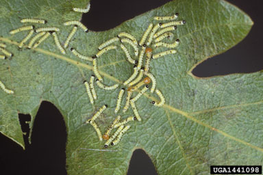 red-humped oakworm moth (Symmerista canicosta ) on bur oak (Quercus macrocarpa ) - 1441098